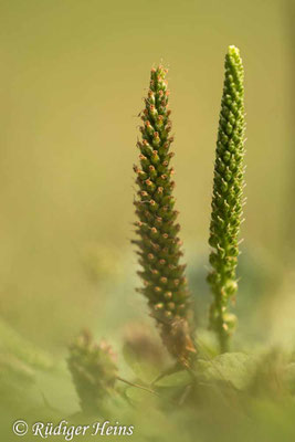 Plantago major (Breitwegerich)