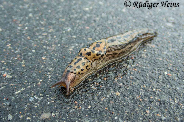 Limax maximus (Tigerschnegel), 2.10.2023