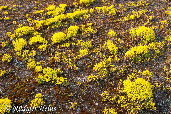 Sedum acre (Scharfer Mauerpfeffer), 24.6.2006