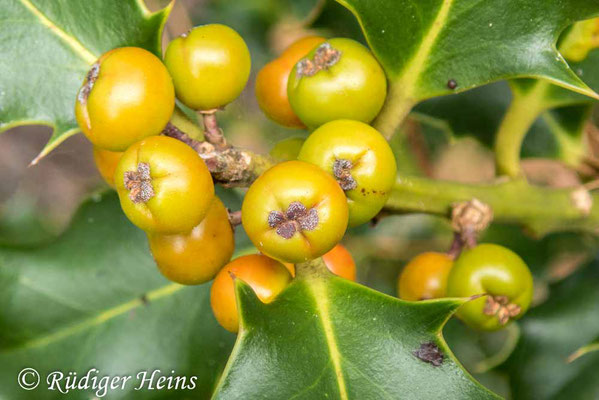 Ilex aquifolium (Europäische Stechpalme), 19.9.2021