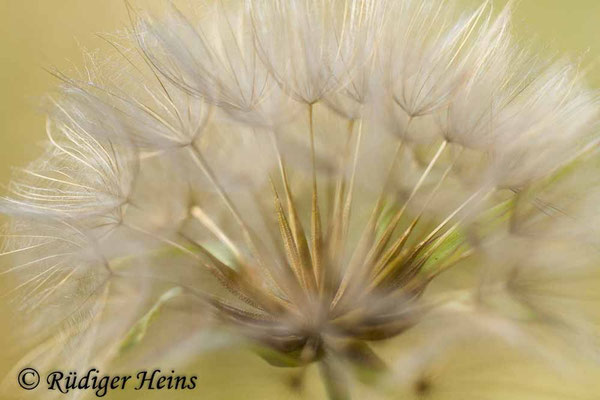 Tragopogon pratensis (Wiesen-Bocksbart)