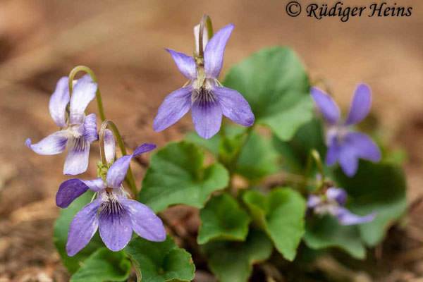 Viola canina (Hunds-Veilchen), 20.4.2012