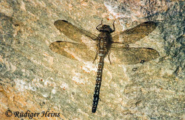 Aeshna caerulea (Alpen-Mosaikjungfer) Männchen, 27.7.1982 (Scan vom Dia)