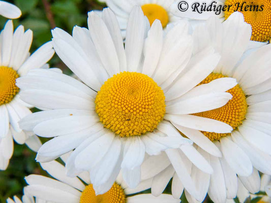 Leucanthemum vulgare (Magerwiesen-Margerite)