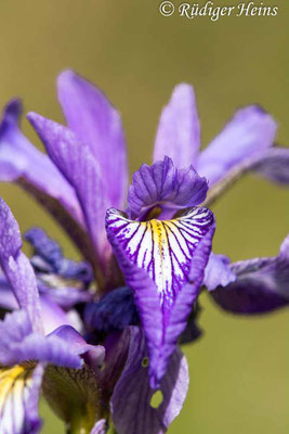 Iris sibirica (Sibirische Schwertlilie), 9.6.2023