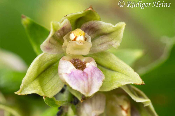 Epipactis helleborine (Breitblättrige Stendelwurz), 10.8.2013