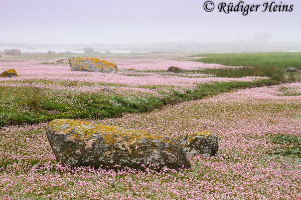 Armeria maritima (Strand-Grasnelke), 4.6.2014