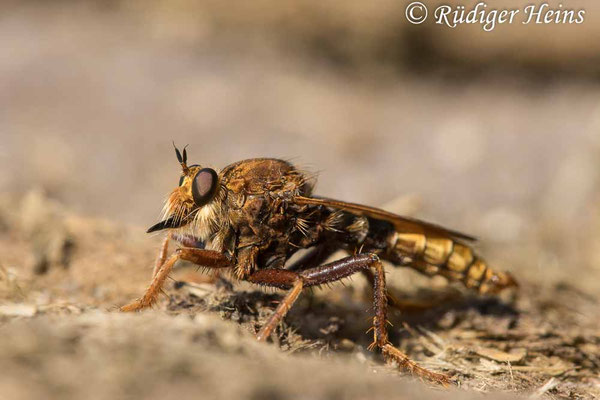 Asilus crabroniformis (Hornissen-Raubfliege) Männchen