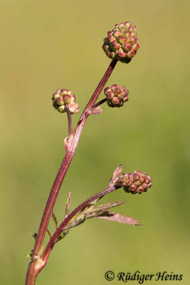 Sanguisorba minor (Kleiner Wiesenknopf)