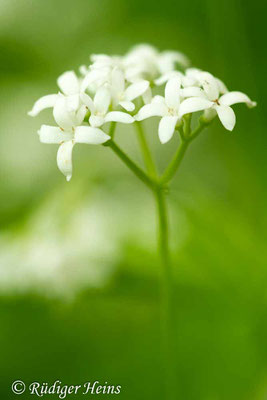 Galium odoratum (Waldmeister), 1.6.2013