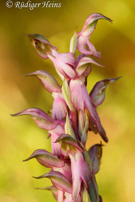 Orchis sancta (Heiliges Knabenkraut), 15.5.2015