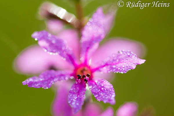 Lythrum salicaria (Gewöhnlicher Blutweiderich), 27.8.2023