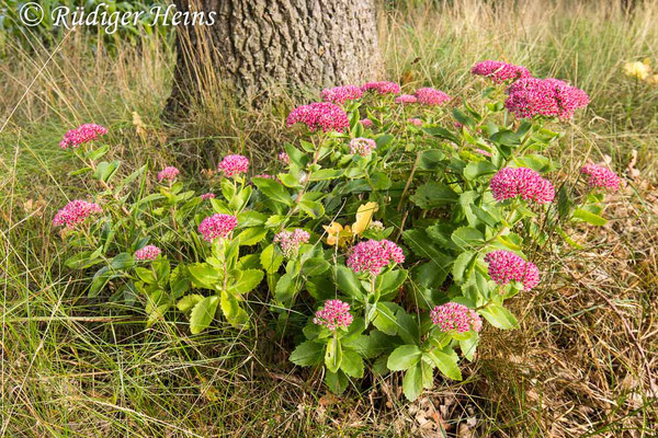 Hylotelephium telephium (Große Fetthenne), 26.9.2022