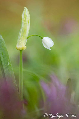 Allium paradoxum (Wunder-Lauch), 12.4.2023