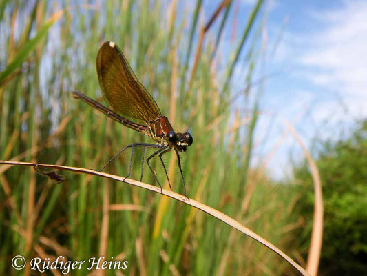 Calopteryx haemorrhoidalis (Bronzene Prachtlibelle) Weibchen, 2.7.2010