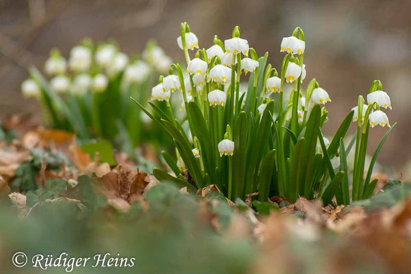 Leucojum vernum (Frühlingsknotenblume oder Märzenbecher)