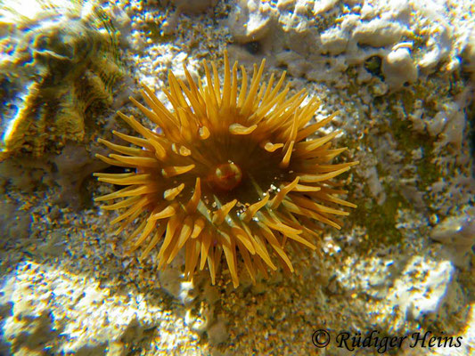 Actinia equina (Pferdeaktinie), 25.9.2016