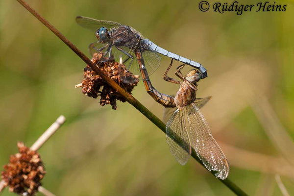 Orthetrum coerulescens (Kleiner Blaupfeil) Paarung