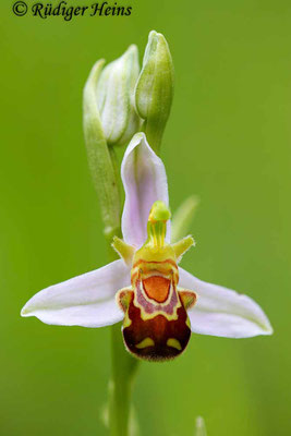  Ophrys apifera (Bienen-Ragwurz), 9.6.2016 (Stack aus 8 Aufnahmen)