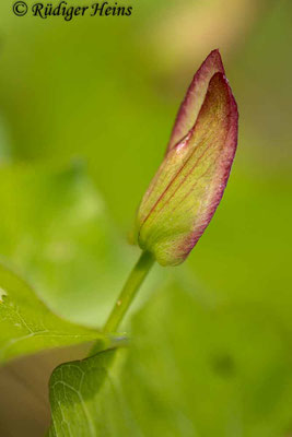 Calystegia sepium (Echte Zaunwinde), 18.7.2023