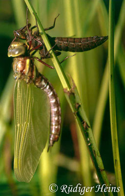 Aeshna grandis, Braune Mosaikjungfer, Schlupf