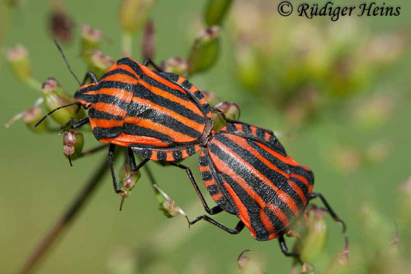 Graphosoma lineatum (Streifenwanze), 18.7.2007