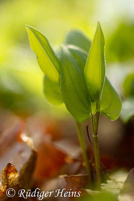 Maianthemum bifolium (Zweiblättrige Schattenblume), 11.4.2017