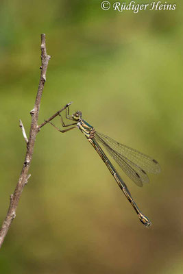 Chalcolestes parvidens (Östliche Weidenjungfer) Weibchen