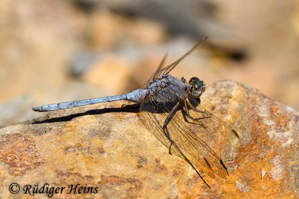 Orthetrum chrysostigma (Rahmstreif-Blaupfeil) Männchen, 23.9.2016