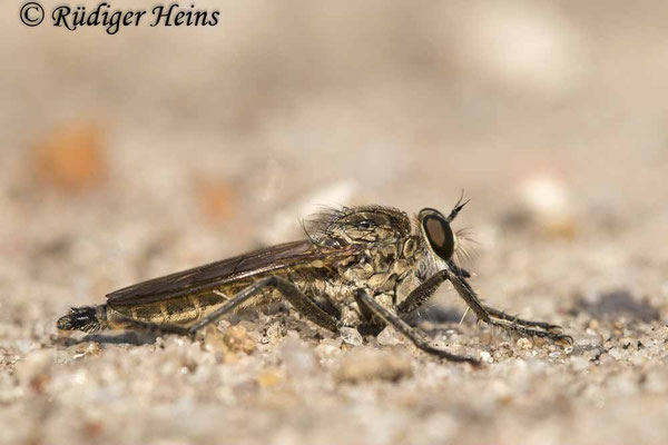 Philonicus albiceps (Sand-Raubfliege) Männchen