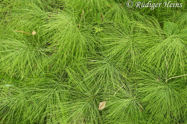 Equisetum sylvaticum (Wald-Schachtelhalm), 26.6.2022