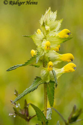 Rhinanthus angustifolius (Großer Klappertopf), 4.6.2014