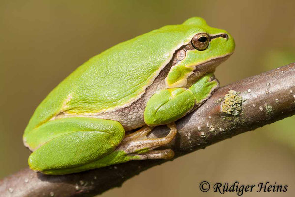 Hyla arborea (Laubfrosch), 20.8.2010