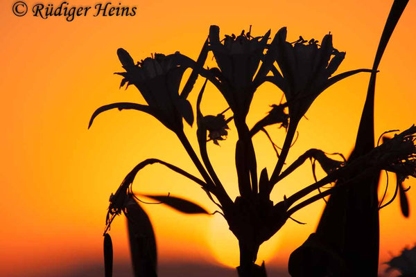 Pancratium maritimum (Dünen-Trichternarzisse oder Strandlilie)