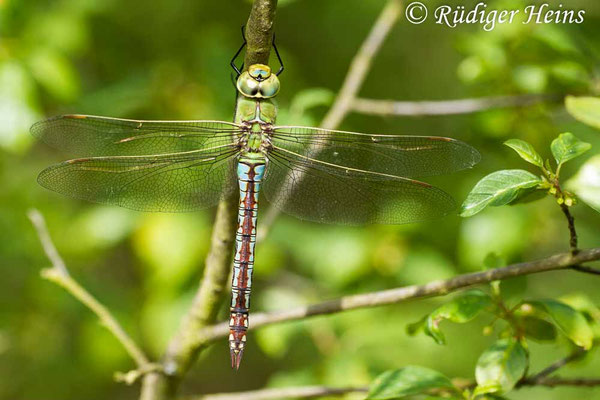 Anax imperator, Große Königslibelle, Weibchen