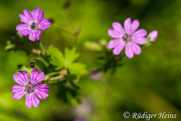 Geranium pyrenaicum (Pyrenäen-Storchschnabel), 29.5.2020