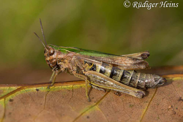 Omocestus viridulus (Bunter Grashüpfer) Weibchen, 9.10.2017