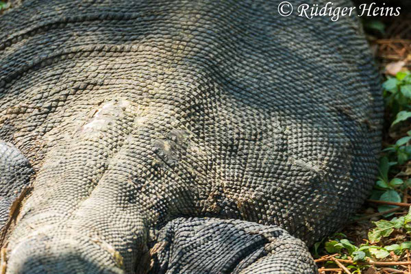 Bindenwaran (Varanus salvator), 25.01.2023 - Panasonic DMC-FZ 1000