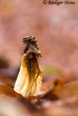 Helvella crispa (Herbst-Lorchel), 12.11.2023