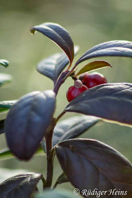 Preiselbeere (Vaccinium vitis-idaea) Beere, 15.10.2022 - Pentacon 200mm f/4