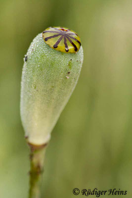 Papaver dubium, Saat-Mohn