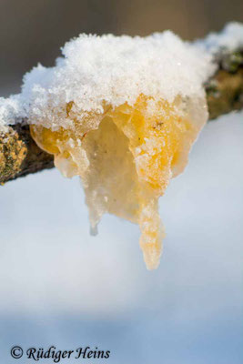Goldgelber Zitterling (Tremella mesenterica), 16.1.2017