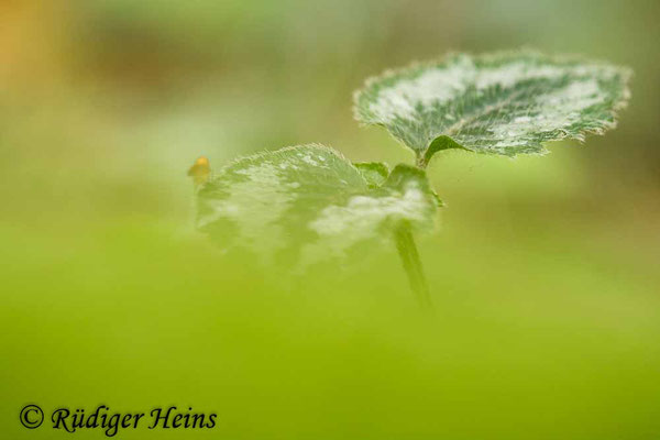 Lamium galeobdolon (Gewöhnliche Goldnessel), 6.10.2023