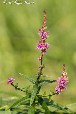 Lythrum salicaria (Gewöhnlicher Blutweiderich), 30.7.2023