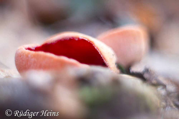 Gemeiner Kelchbecherling (Sarcoscypha austriaca), 12.2.2022 - Rokkor 50mm f/1.7