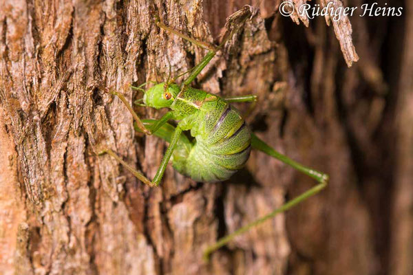 Leptophyes punctatissima (Punktierte Zartschrecke) Weibchen bei Eiablage
