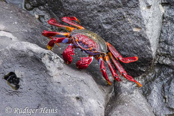 Rote Felsenkrabbe, Grapsus adscensionis