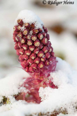 Petasites hybridus (Gewöhnliche Pestwurz)