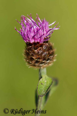 Centaurea nigra (Schwarze Flockenblume), 2.7.2018