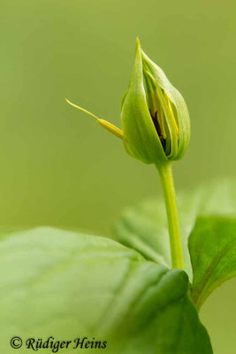 Paris quadrifolia (Vierblättrige Einbeere)